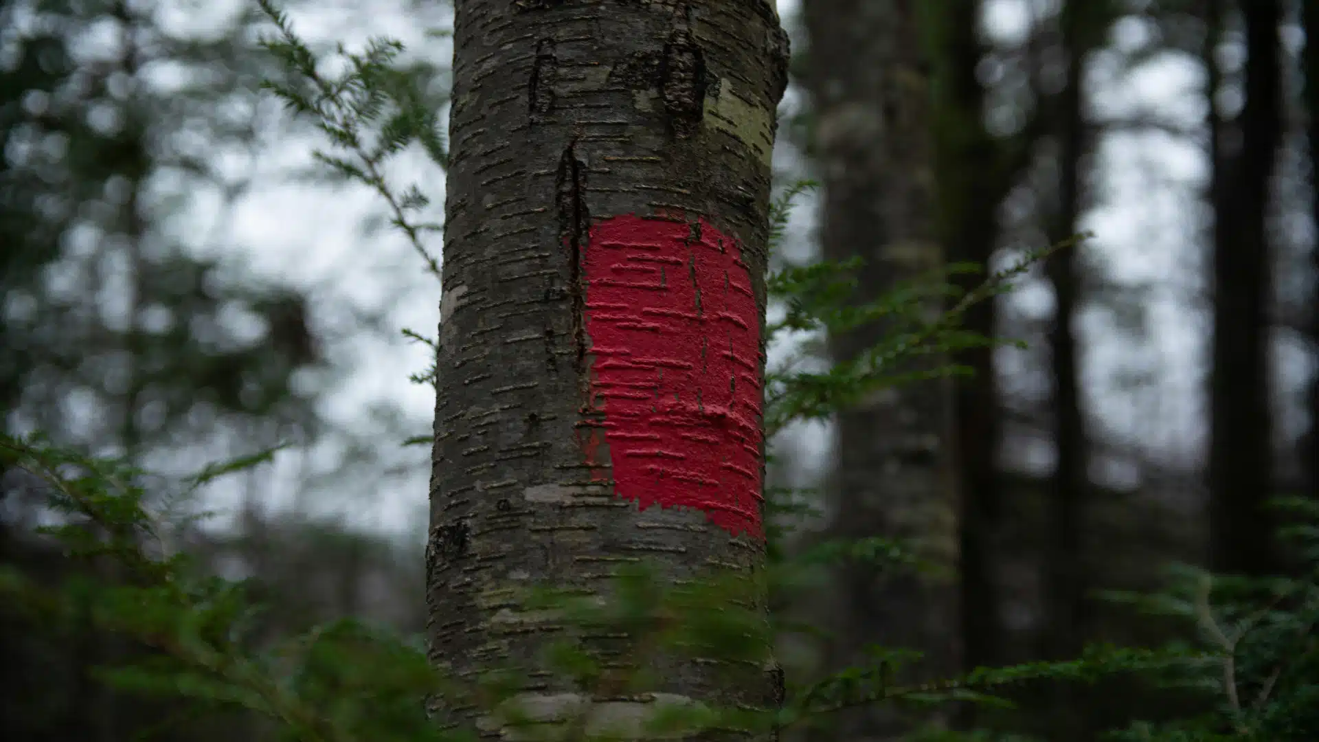 Le traceur forestier : l’outil incontournable pour le marquage des arbres et la gestion forestière